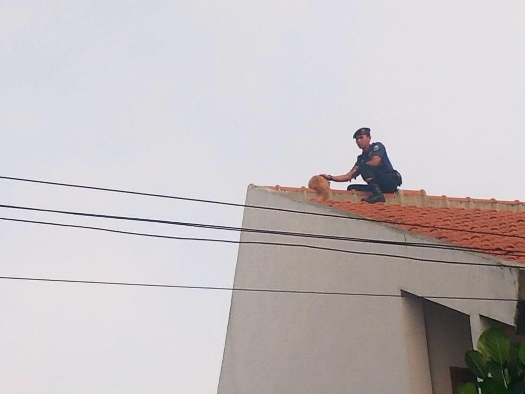 kebakaranbdg's tweet photo. Setelah bberapa jam seekor kucing terjebak di atas genteng , akhirnya bisa di turunkan dengan selamat oleh petugas Rescue Diskar Pb di jln Pratista 2 antapani.#catlovers 
@diskar_bdg @HumasBdg @BDG_CommandCtr 
@infobdg @sekitarbandung_ @PRFMnews https://t.co/IKP6r4bxGu