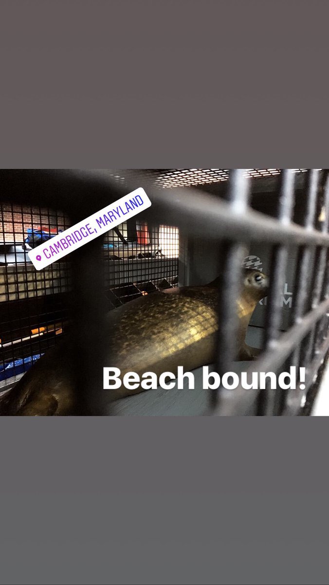 jenndittmar's tweet photo. Marmalade's big day has arrived. Join @NatlAquarium at 40th street in @OceanCity_MD at 10am to wish Marmalade farewell. https://t.co/vXAbIpurmi