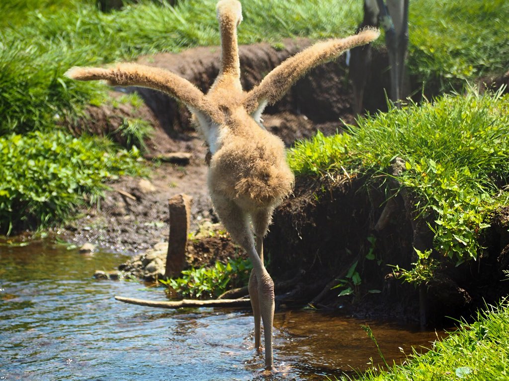 釧路市丹頂鶴自然公園
タンチョウの子がいました。足が逞しい! 