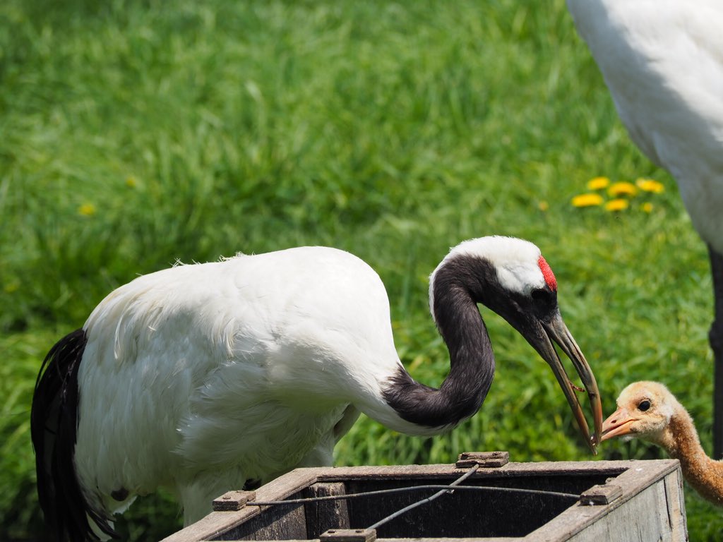 釧路市丹頂鶴自然公園
タンチョウの子がいました。足が逞しい! 
