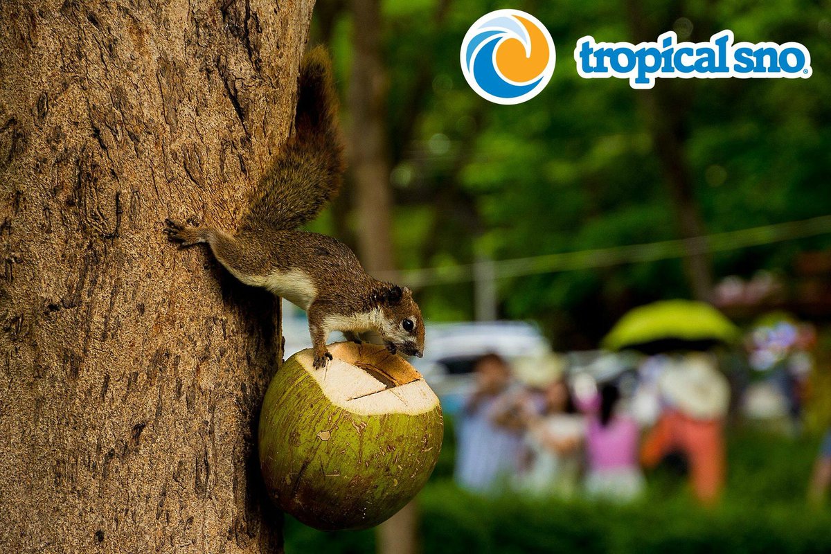 Tropical Sno CF tweet media