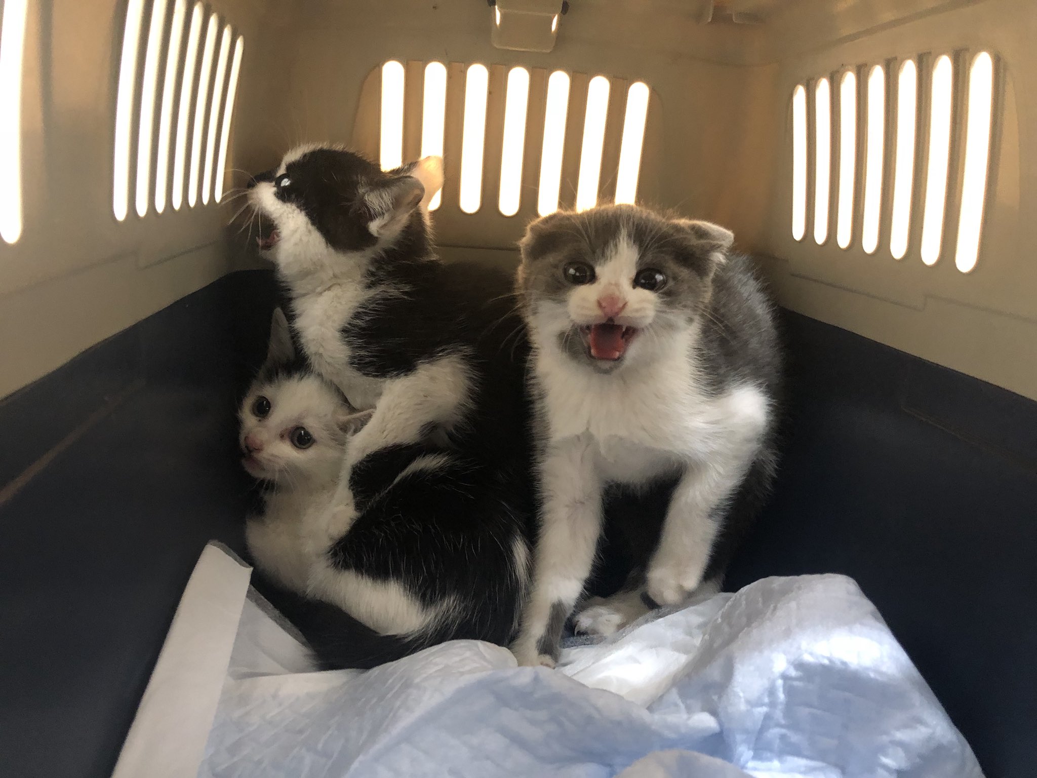 三毛猫ミー飼い猫 拡散希望 Sabigara0707 Twitter