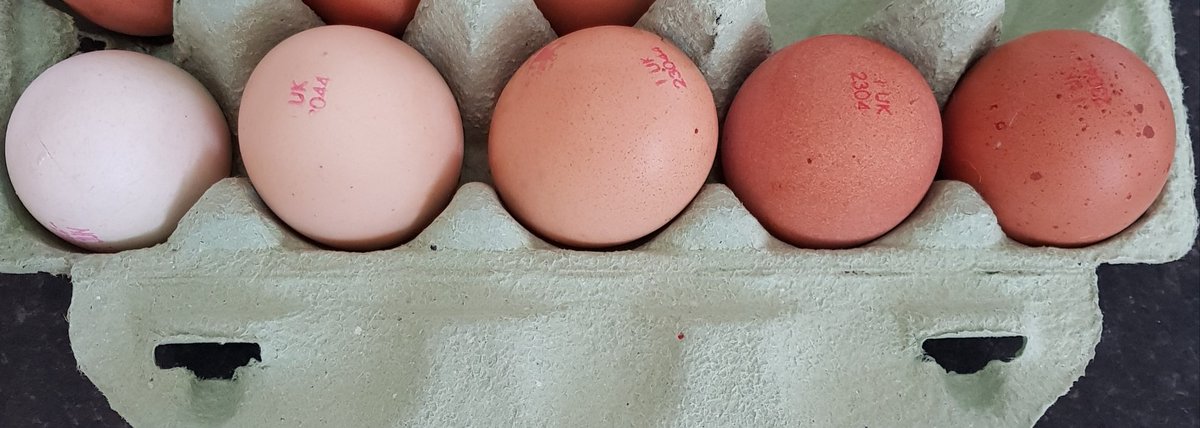 NikkiDagnan's tweet photo. What a diverse box of eggs! 😂 if only the world could be as diverse and accepting as an @asda box of eggs! They all tasted the same even though they all looked different! 😊 #diverse #loveeveryonethesame ❤ https://t.co/hfGHLwtfcN
