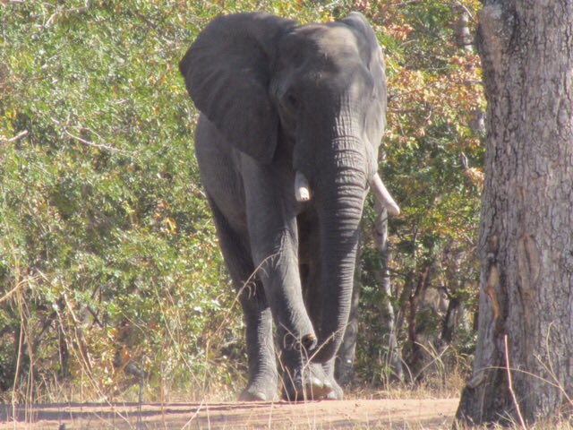Vi porto in Africa a scoprire le cascate Vittoria e gli splendidi tramonti sullo Zambesi 😍👉🏻 lasimoinviaggio.com/tra-zambia-e-z… #Africa #Victoriafalls #TravelBlog @viaggiatore_npc <a href="/inviaggioconmo/">Monica B.</a> @momondo_it <a href="/lonelyplanet_it/">Lonely Planet Italia</a>