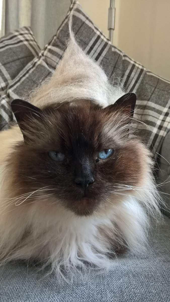 Java_Jessika's tweet image. Bad attempt at a cat fur hat for Annie, my new foster kitty #CatsOfTwitter