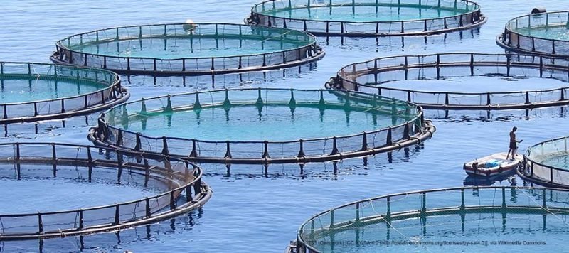 Aquaculturedire's tweet photo. New Post: Aquaculture for Global Health | Supporting the UN Sustainable Development Goals https://t.co/cZAgEKd1lK https://t.co/9Gzh3bsCHS