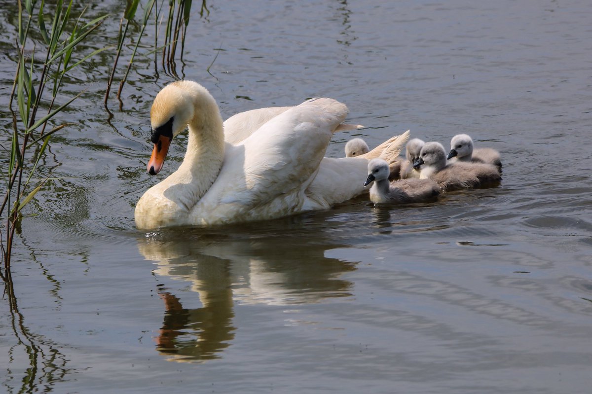 MattSmartie999's tweet photo. Lovely afternoon near #suttonstjames family of swans @ThePhotoHour @BBCCountryfile @Natures_Voice https://t.co/RSTKHnWTh0