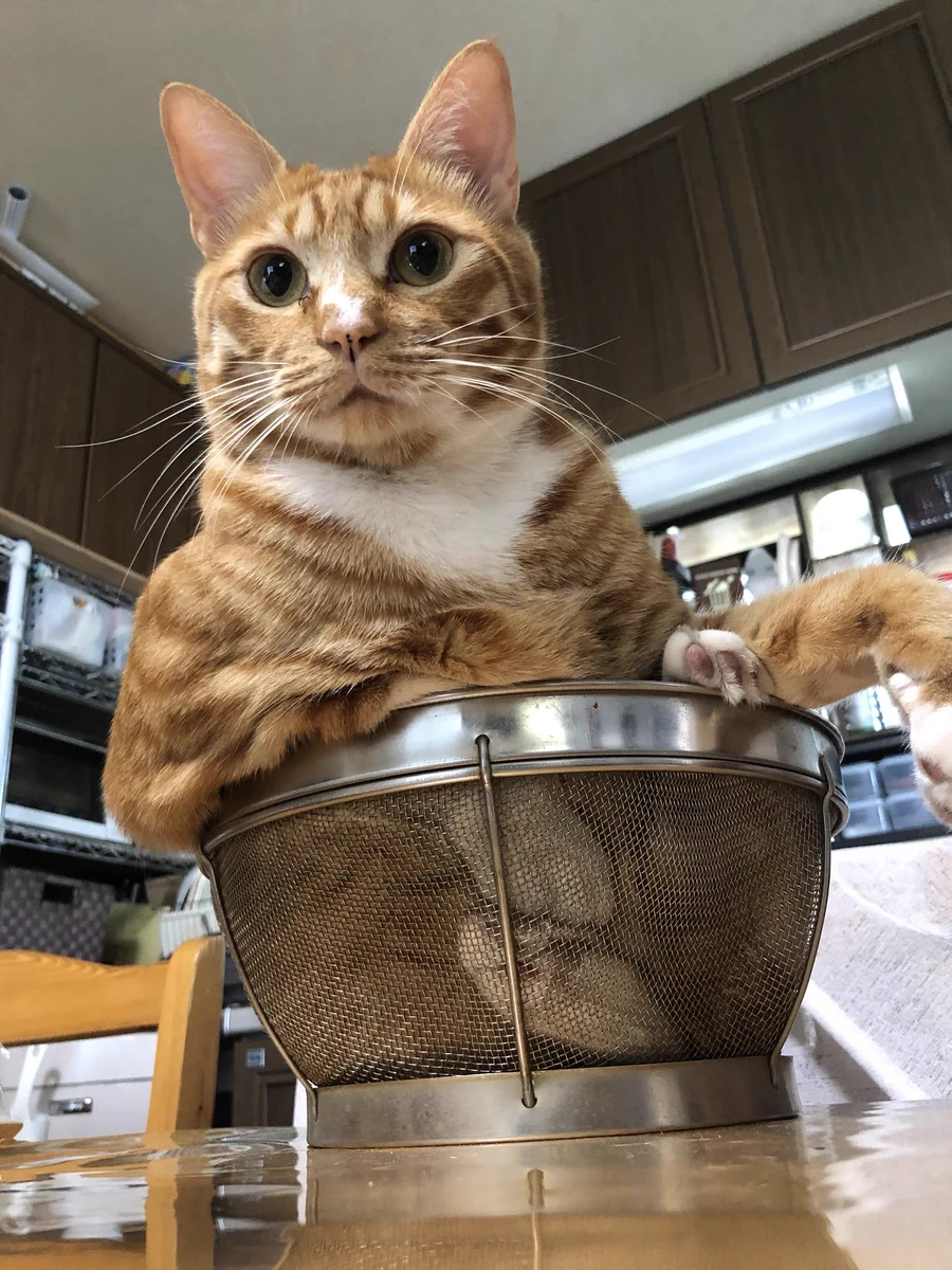 そういうために出したんじゃないんですけどｗざるそば用のザルに座る猫ｗ