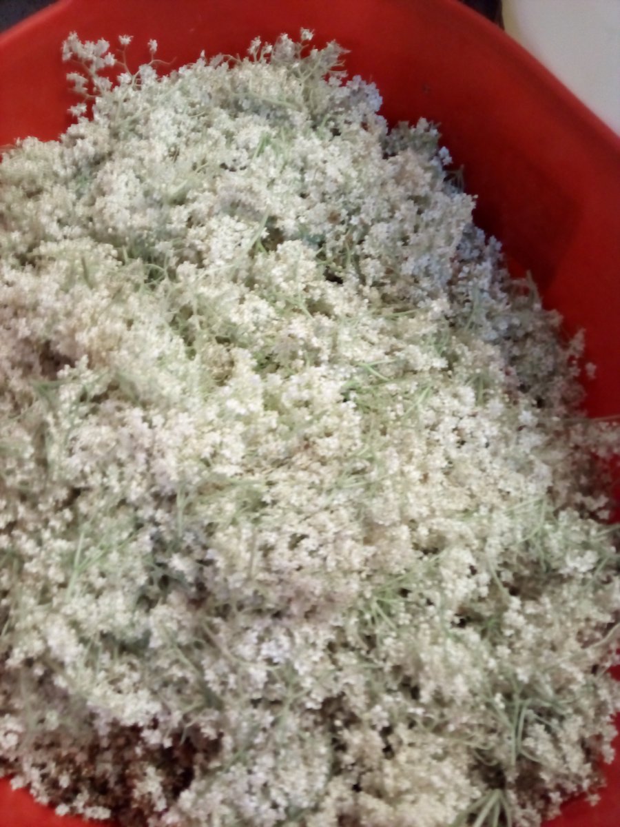 HopJacker's tweet image. Why that's a lovely looking bucket of elderflowers...perhaps someone should shove it all in some beer along with some Citra hops...