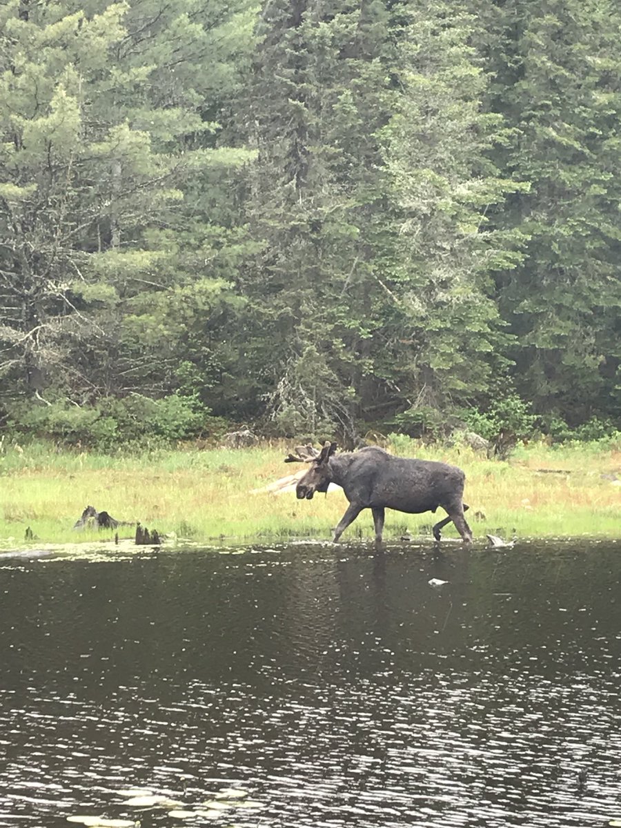 hcoutdoored's tweet photo. “There is nothing either good or bad, but thinking makes it so.” .. And we thought it to be good. #mindset #algonquinpark #shsmenvironment @ALCDSB @Gr33nArmy many more pics on our insta page https://t.co/KJ0yiiyfHU https://t.co/edBCpvQldV