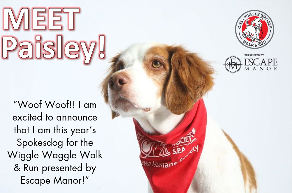 Woof Woof, Paisley here! Get your sneakers ready, the Wiggle Waggle Walk and Run presented by <a href="/EscapeManor/">Escape Manor</a> is happening on Sun. Sept. 9, 2018. I’m so excited to announce that I am this year’s spokesdog!! Register today at ottawahumane.ca/walkrun <a href="/Matt9Duchene/">Matt Duchene</a>