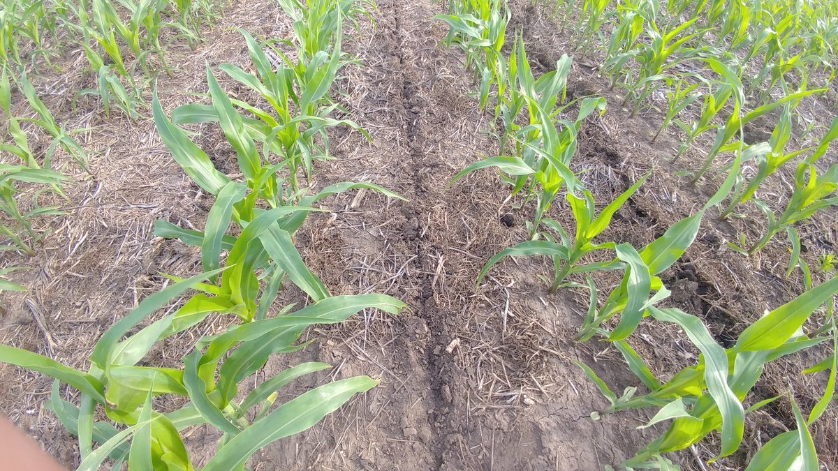 AgScienceGuy's tweet image. Purdue ACRE (West Lafayette,IN) research site. Side-dressing cereal rye plots. CR decomposition is much slower this season then past years. #coolspring #covercrops #covercrop #PurdueAg @PurdueAgronomy @PurdueAg