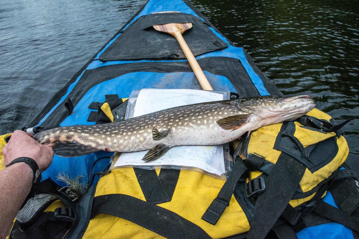 JBadventurer's tweet photo. Caught this Pike on a Williams spoon while solo paddling in the Magnetawan System. @Williamslures #Paddle4Fish https://t.co/niTy6TFeQv