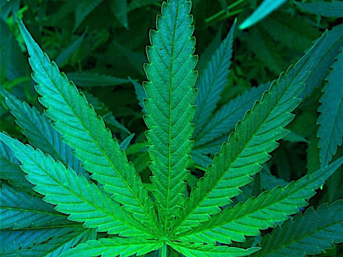 Ускоренная съемка роста конопли легальное употребление марихуаны