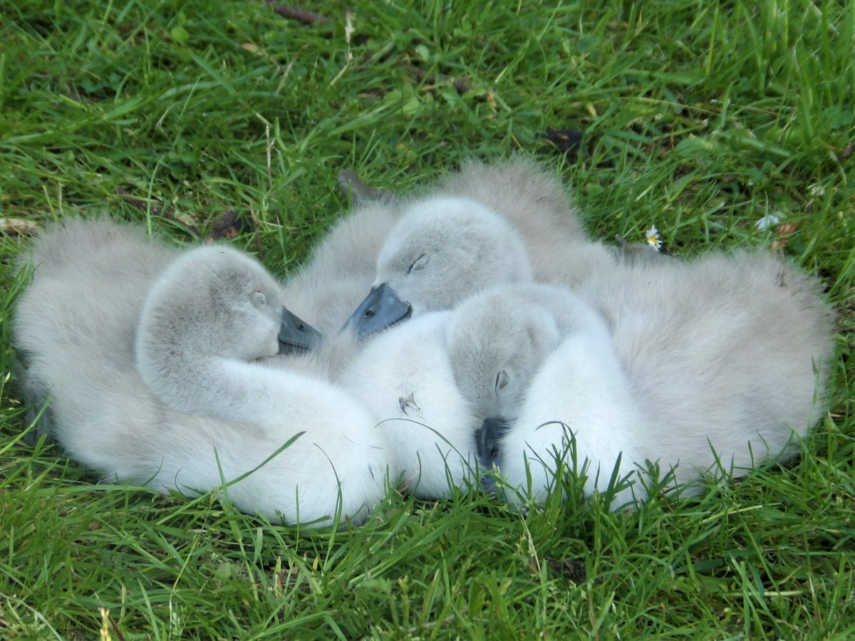 susan555_'s tweet image. Little fluffy cuties at #dedridgepond #cygnets #swanlife #wildlife #wildlifephotos #precious #cutebabies #fluffy #beautiful #cuteanimals #cutenessOVERLOAD