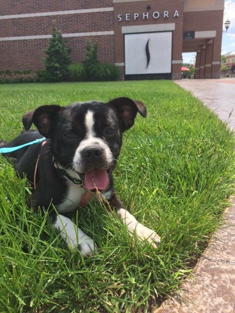 SpotsylvaniaTC's tweet photo. Meaty is have the best day ever in The Village!!! ☀️🌳 Adoptable @fredspca #villagepetoftheweek #dogadoption #fredspca https://t.co/B3p28CacsE