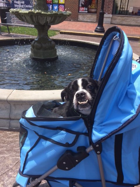 SpotsylvaniaTC's tweet photo. Meaty is have the best day ever in The Village!!! ☀️🌳 Adoptable @fredspca #villagepetoftheweek #dogadoption #fredspca https://t.co/B3p28CacsE