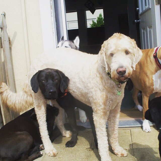 PETSatPLAYrva's tweet photo. #doggiedaycare #rva #havefun #lookgood https://t.co/s7eVkHBPgP