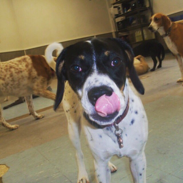 PETSatPLAYrva's tweet photo. #doggiedaycare #rva #havefun #lookgood https://t.co/s7eVkHBPgP