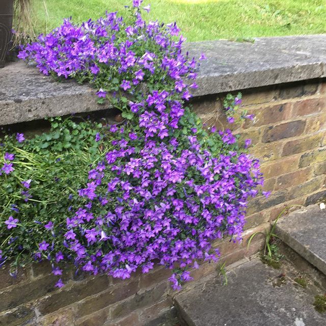 Lovely bit of colour in the garden 💜🌿 ift.tt/2sPXlNX