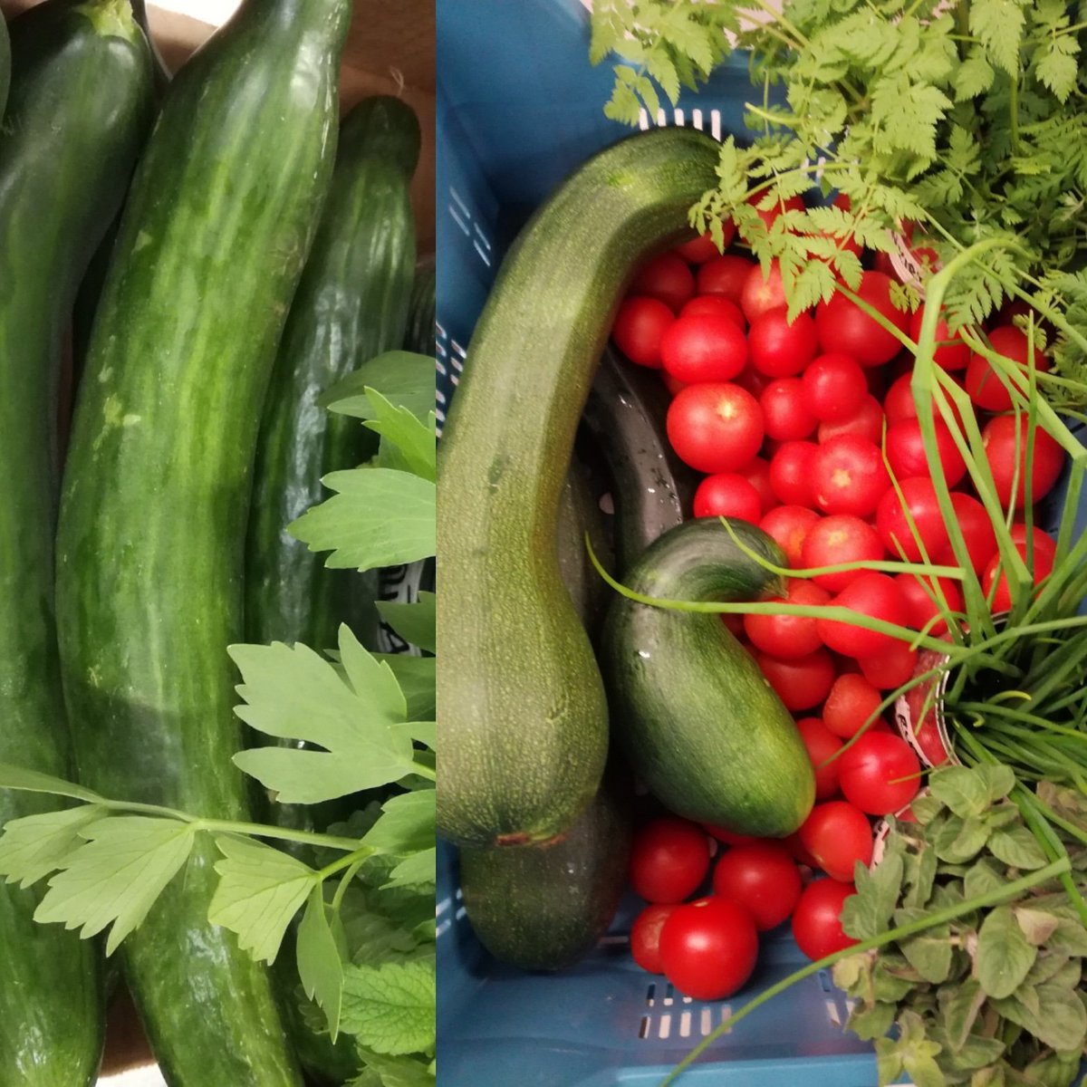 HePentt's tweet photo. HeVit grilliworkshop valmistelut jo menossa. @RotisseursSuomi @potturieska perunat nostetaan perjantaina ja makkarat tehdään lauantaina 😋 https://t.co/KoPBhKAv2W