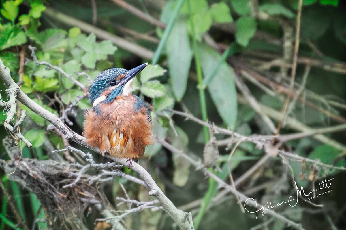 Kingfisherdrew On Twitter It S Amazing How Some Birds Look Like They Have Been Freshly Minted When Leaving The Nest However Kingfishers Tend To Lean More Towards The Dragged Through A Hedge Backwards Modern cordura fabric used by shooterking. twitter