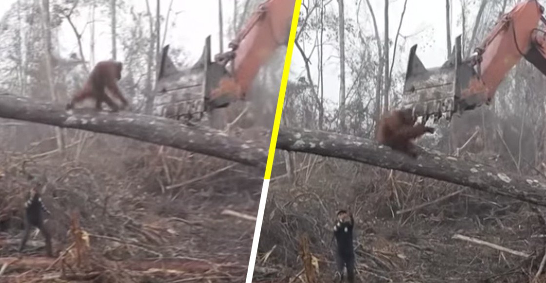 sopitas's tweet photo. ¿Qué harías tú si quieren destruir tu casa? Este orangután nos rompe el corazón al defender su hogar de una excavadora 😭💔 https://t.co/PYLsqp2e0x https://t.co/055VotftkK