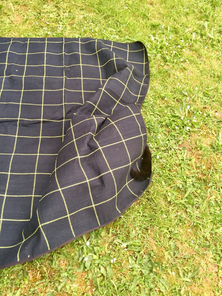 cat_patch's tweet image. Master of disguise