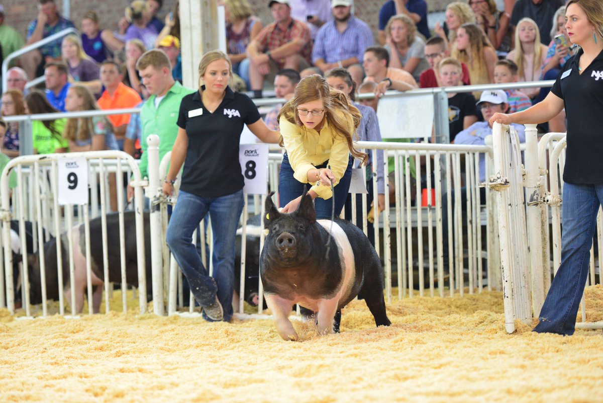 NationalSwine's tweet photo. Olivia Caldwell, Ill., and her CFLK6 GRUS World Class barrow were named Champion Hampshire Barrow at #WPX18. This barrow was bred by Korb Farms, Ohio. For more Hampshire barrow results, visit https://t.co/EiNsmD0Adn. https://t.co/1KuoLtoebW