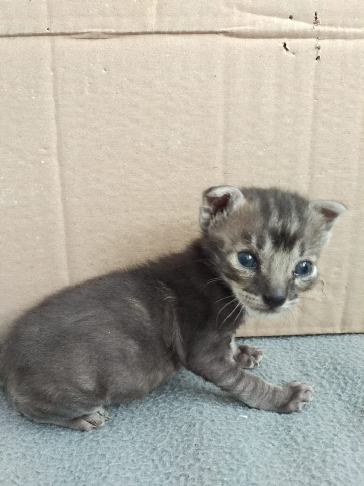 ADAAColmenar's tweet photo. ¿Recordáis del lactante que recibimos porque su madre no volvió por el?

Tras luchar por su vida porque no cogía temperatura y estaba muy desnutrido, finalmente este luchador está saliendo adelante gracias a unas mamis humanas estupendas.

Ya ha abierto los ojitos y es muy glotón https://t.co/lyNGYBPh3C