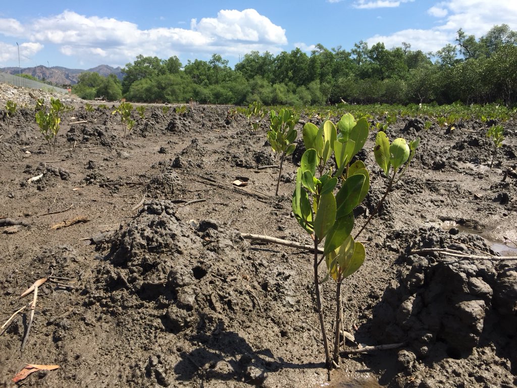 Envac18's tweet photo. The mangroves that we planted back on February are growing up 
Thanks for Konservasaun Flora no Fauna (KFF)

#latepost✌ https://t.co/TKN3KUYoJp