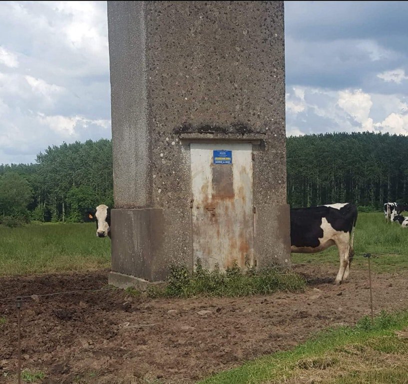 DickKingSmith's tweet photo. Cows: how long is too long?
#ThursdayThoughts https://t.co/LUi5TvmwHg