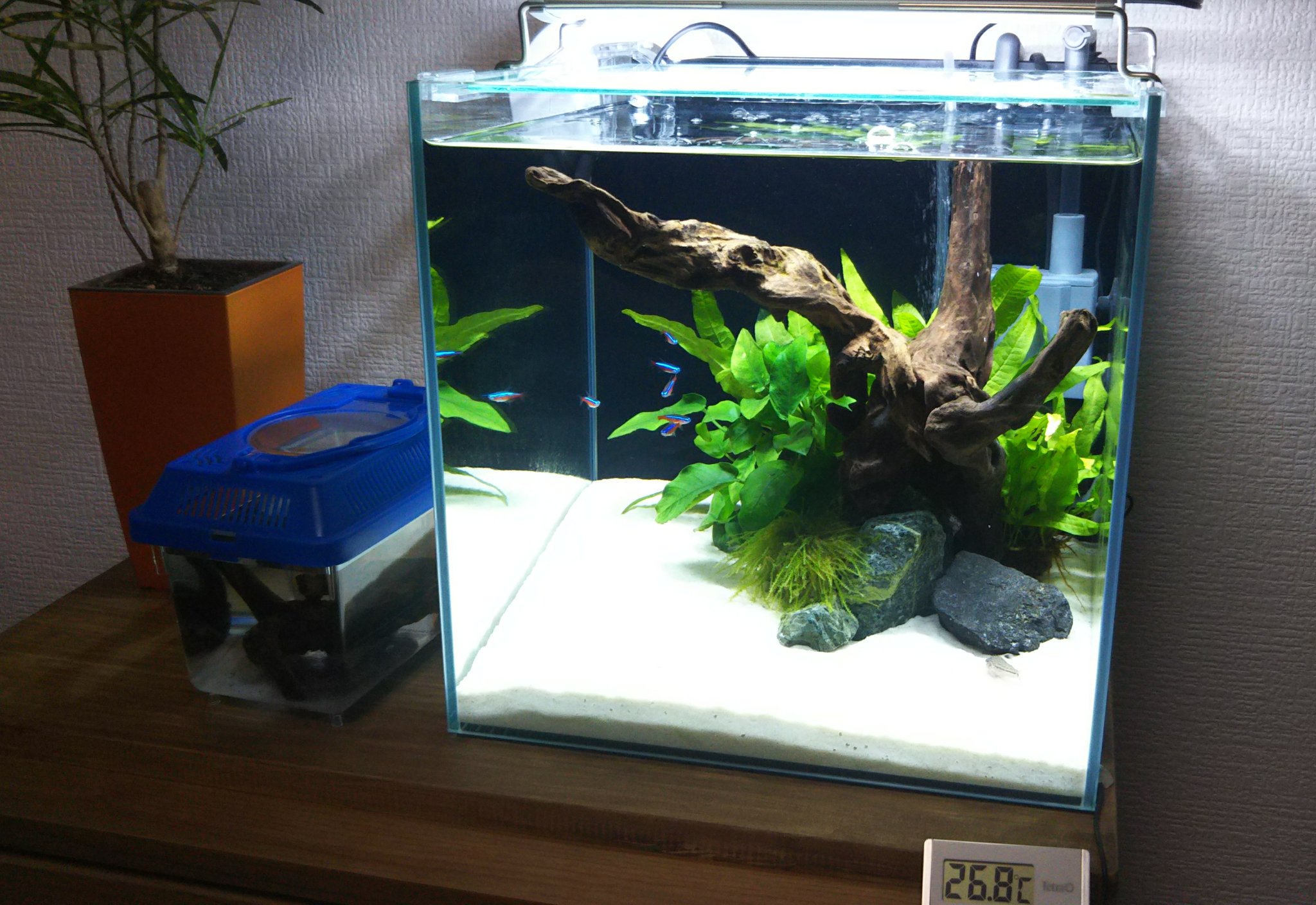 Twitter 上的 アクアリウム 30cmキューブ水槽 37日目です O 水中で花が咲くブセファランドラという水草の存在を知り 早速ヤフオクで落札しちゃいました 設置に備えて少し水槽の模様替えと 活着させるために買ってきた流木のアク抜きをしています 届くのは