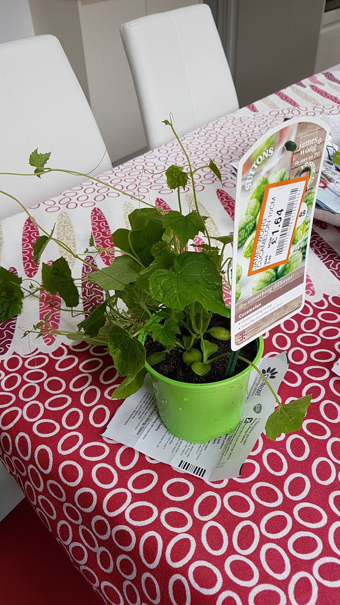 leesharman's tweet photo. @Botanygeek Hi James, are these cucamelons slug-proof at this size or do I need to be wary still? Cheers, Lee https://t.co/dtDbelojuE