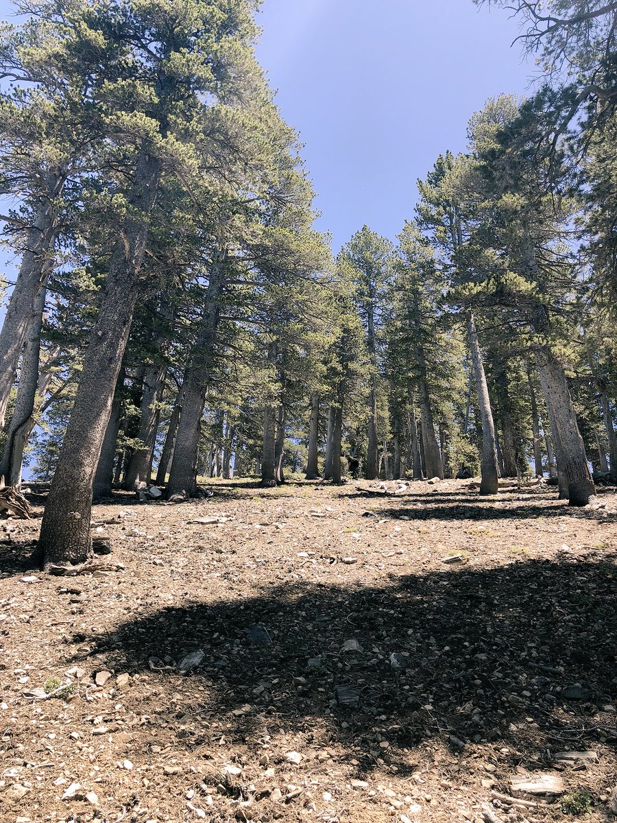 BeOutsideNow's tweet photo. #Hike66 - #MtBadenPowell from #DawsonSaddle #52HikeChallenge2018 #104HikeChallenge https://t.co/uZ1YaPhNkT