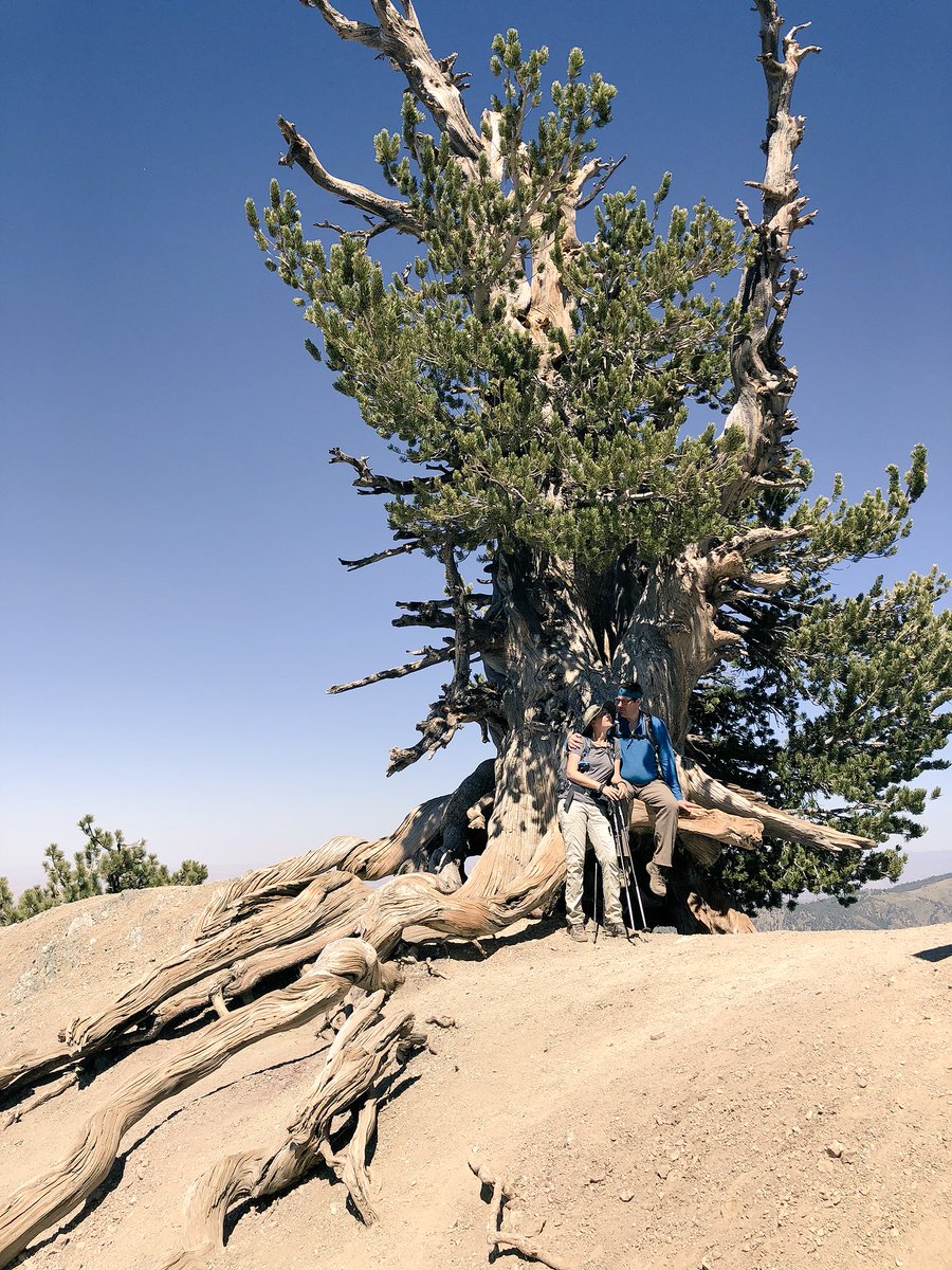 BeOutsideNow's tweet photo. #Hike66 - #MtBadenPowell from #DawsonSaddle #52HikeChallenge2018 #104HikeChallenge https://t.co/uZ1YaPhNkT