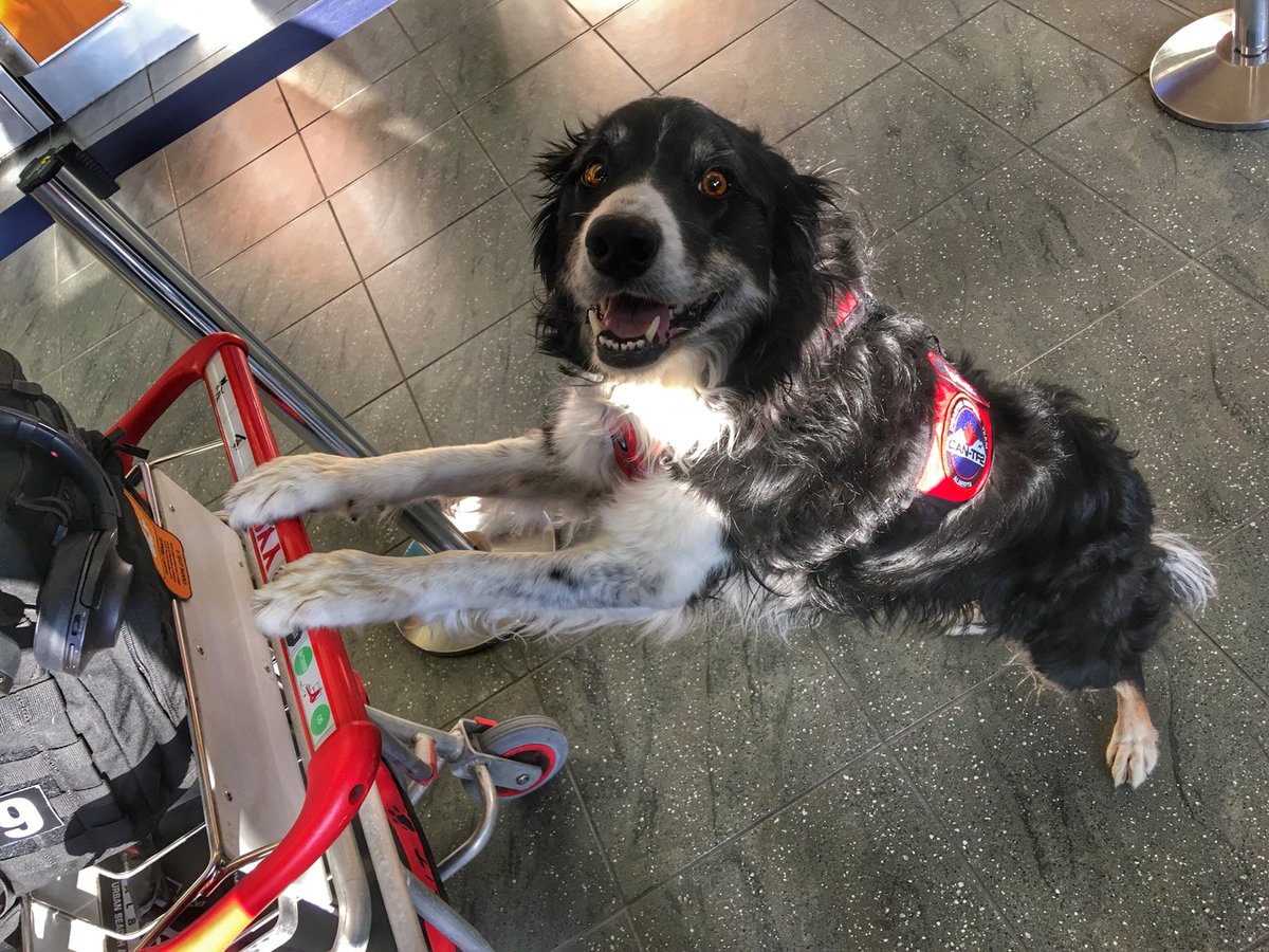 Kit_K9's tweet photo. OVERWEIGHT? EXCESS BAGGAGE?
Once again thanks to @WestJet for your support of our heavy urban search &amp; rescue dogs. #K9 #Baillie🐾 &amp; the rest of our @CANTF2 team really appreciate it.  #DogsThatFly #TrainingDeployment #WorkingDogs #BorderCollie #AlwaysSearching https://t.co/lnR7xdbSas