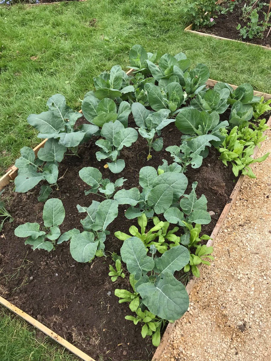 PickersleighCG's tweet photo. Another busy week at the garden and our new shed has also been built 🙂We're so excited by how fast everything is growing🌼 We meet every  Tuesday at 10am and we'd love to see you if you'd like to get involved or find out more. #malvern https://t.co/kdxYZMPT6L