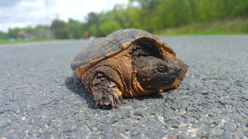 USFWS's tweet photo. Slowing down is one of the most effective ways to share the road with wildlife.
The turtles out crossing the roads right now may be gravid (pregnant) females who took years to reach maturity. Here are tips for how to help: https://t.co/u1u6WN2D7G https://t.co/2p6JT0Rz9R