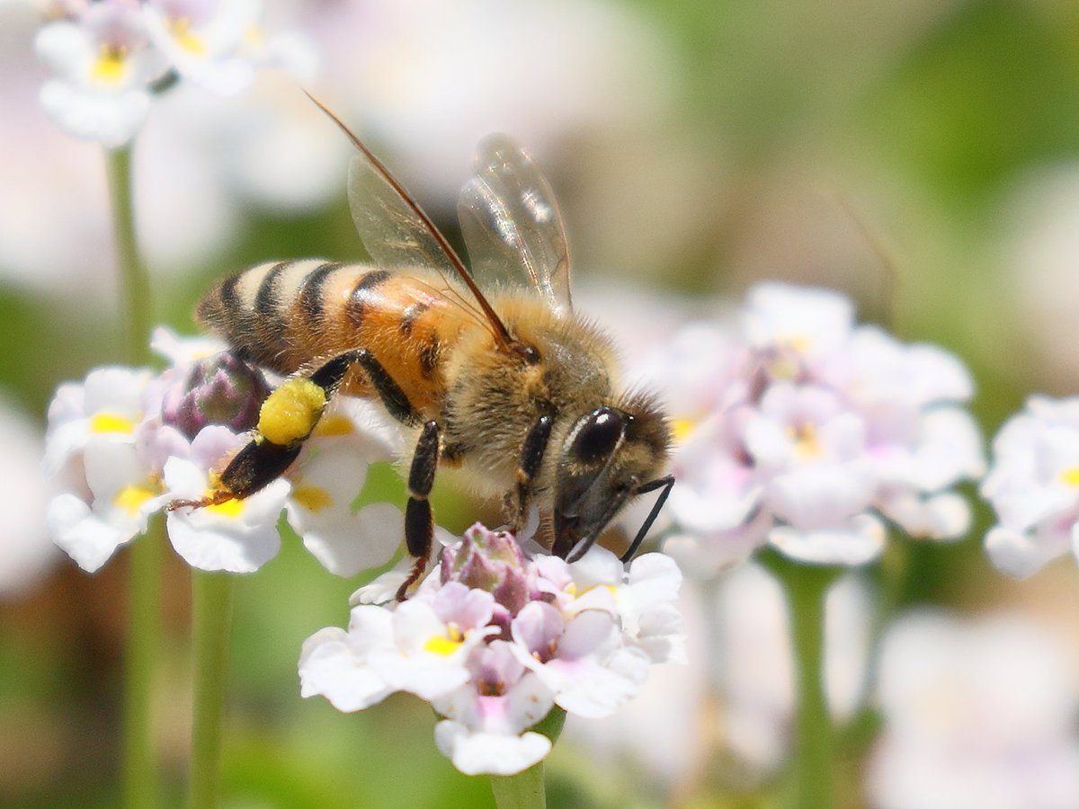 Twitter पर 赤蜜蜂 おやすみ セイヨウミツバチ 花粉団子をたっぷりと それでは皆さん ｵﾔｽﾐﾅｻｲ ﾉ ﾏﾀﾈ