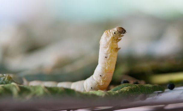 Ett protein som motverkar muskelförsvagning på Mars. Ett superenzym som bryter ner antibiotikarester i avloppet. Jäst som botar tjocktarmscancer. Hållbarare silkestillverkning med mikroorganismer. I helgen tävlar nio studentprojekt i syntetisk biologi: 
lu.se/article/studen…