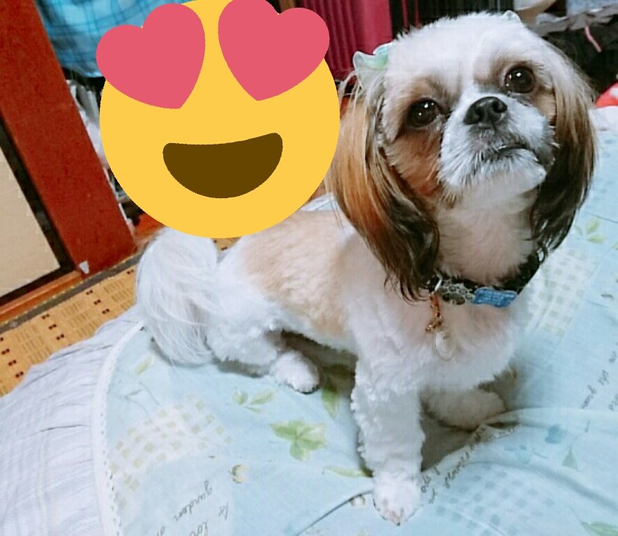 bsckogachan's tweet image. 【告知】
早速ですが決まりました！
約1年振りにゲストで呼んでいただきました！
創作ユニット3like
『夕立の中で君が笑った。』
公演日 7月6日～8日
初共演の方も沢山いて楽しみ過ぎます！
私、専用チケット予約URL
ticket.corich.jp/apply/92682/01…
よろしくお願いします！
#3like #タった
最近のレオとlunch