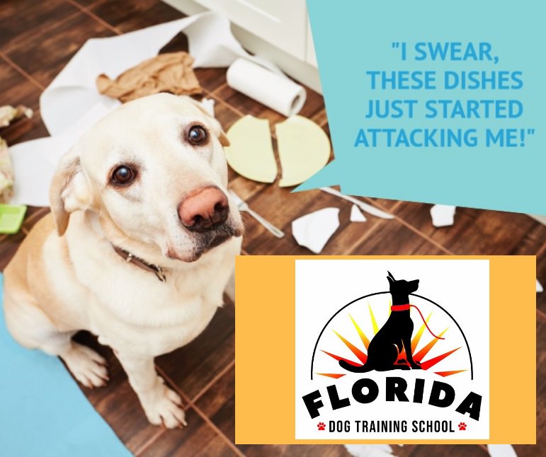 TampaDogTrainer's tweet photo. Is your dog jumping, biting, or showing other signs of aggression? Our behavior modification plan will help your furry friend be friendlier. Get a free elevation. 813-951-4480 or https://t.co/o11AlafGWG #floriddogtraining #helenescott #tampa #florida #dogtrainer https://t.co/czY2baDGK7