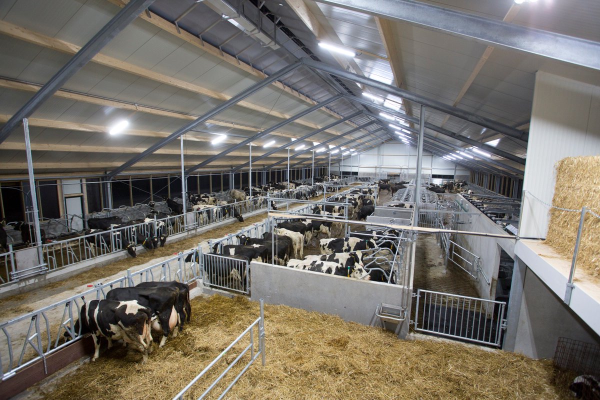opticowzone's tweet photo. Melkveehouder Pieter Bosma👨verhuisde vanuit het Friese Pietersbierum naar het Groningse Winsum. In de stal branden 27 Forte LED Agri ledlampen. De armaturen zijn evenredig tegen de dakhelling geplaatst en hangen niet in de lengterichting. Dat beperkt de lichtuitstoot. 🐮🚜 https://t.co/lMqVCAizvC