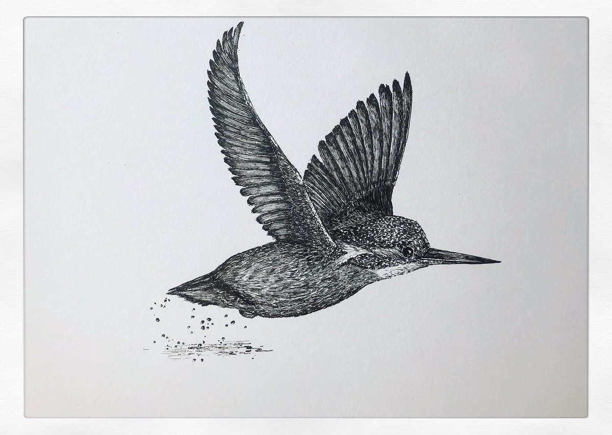 AtelierGeeraets's tweet photo. Tekening gemaakt. Het is een IJsvogel.

Retweet is lief. https://t.co/EKsxvVmesZ