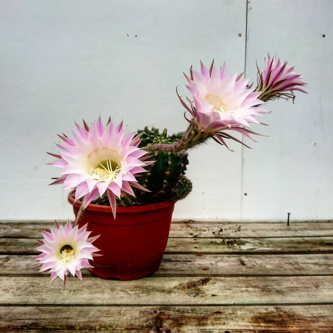 #Echinopsis in flower - absolutely stunning!