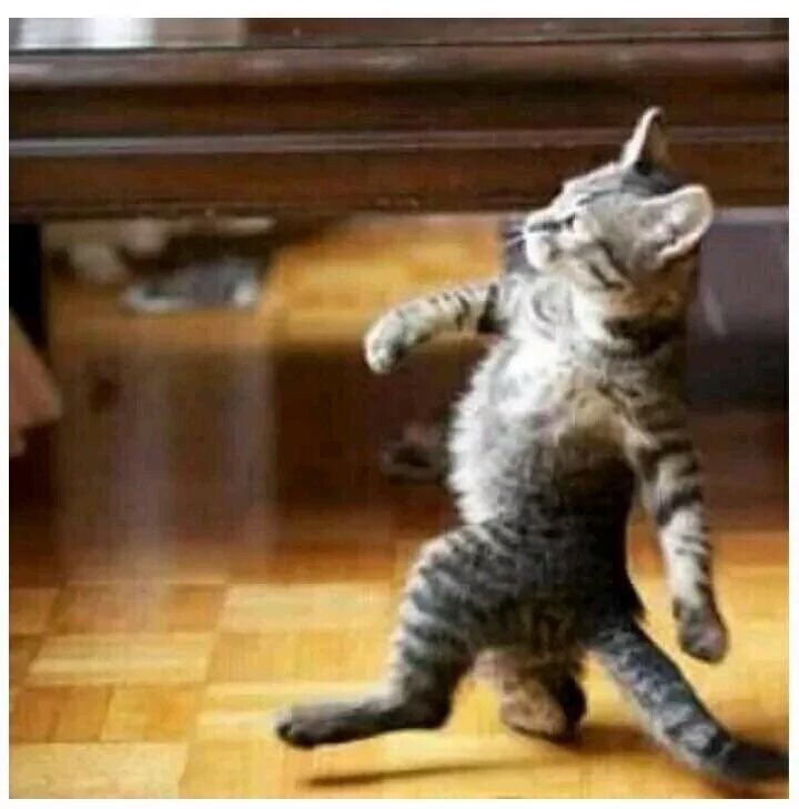 C_K_Lomaria's tweet image. How Matiangi feels when he sees Yellow painted school buses and vans😂😂🤣🤣 #FlySax  #NMGHouseofLies