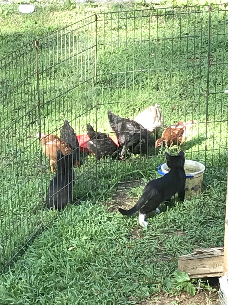 Lady_Worthwaite's tweet photo. The #kittens think they might like to chase/hunt or be friends with the birds. What do you think?
#worthwaiteacres #petswithpurpose #freerange #chicken #ducks #mixedflock #homestead https://t.co/sCqzMUSWxd