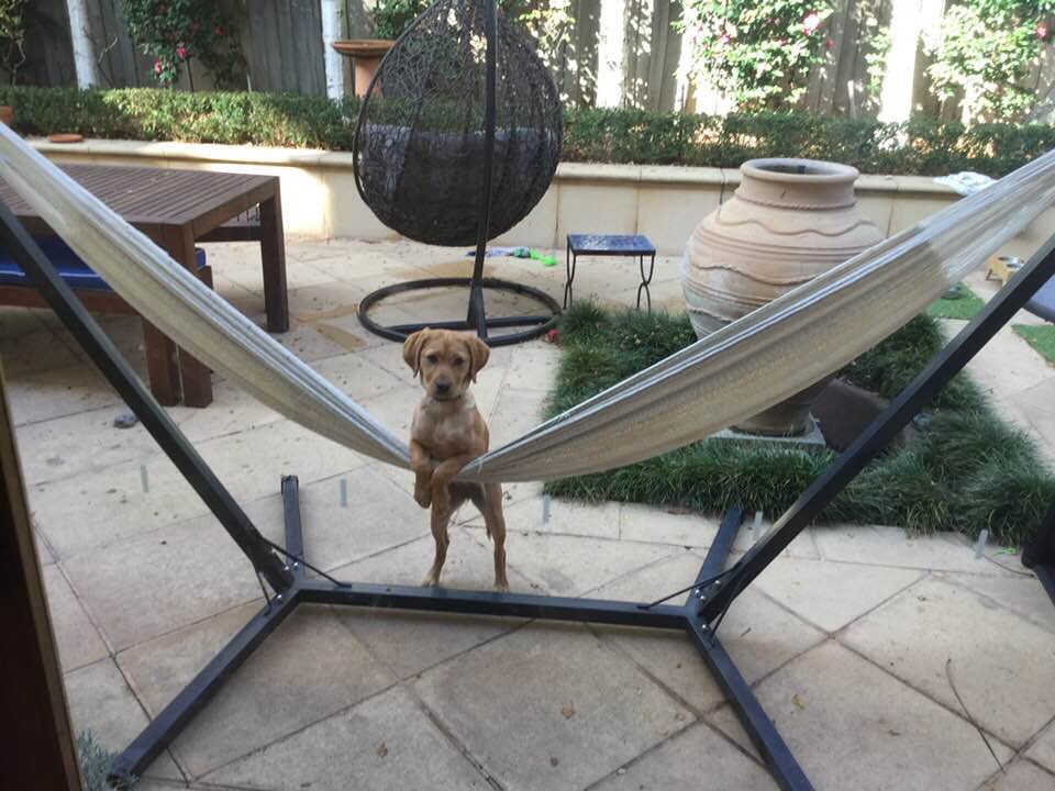 mccd2001's tweet photo. @dsaunders5 @WayneMaloney @doynomac @lemonslicekid Now if your birthday is around last weekend in March you don’t need to turn 50 to get the 7’s. By the way @dsaunders5 I have to fight our new family member to get in my hammock these days. https://t.co/Qx7B0Qd75G