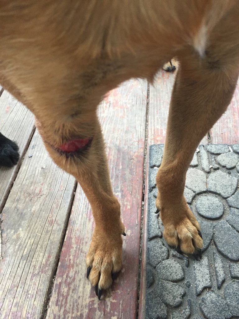 RedRaiderRBLX's tweet photo. Rip my dog, she had to get stitches and this is what it looked like before. https://t.co/ehyEbB69rR